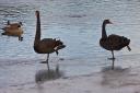 blackswans