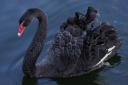 blackswan01