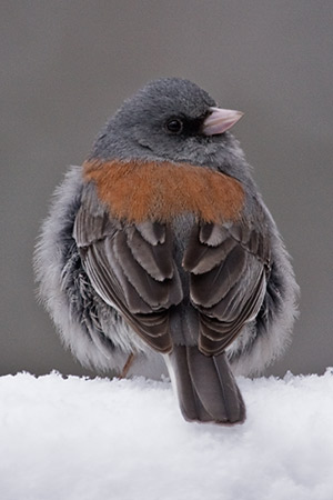 junco in snow