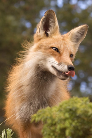 red fox tongue