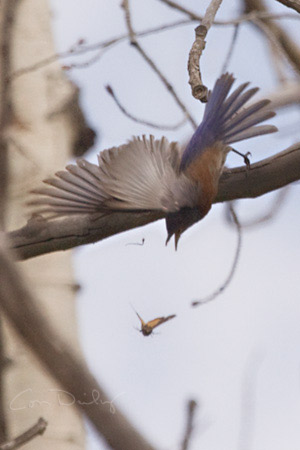 western bluebird catching insect