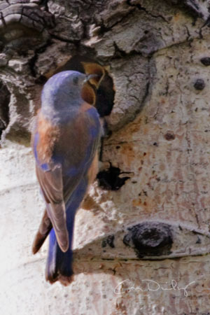 mouths to feed - western bluebirds