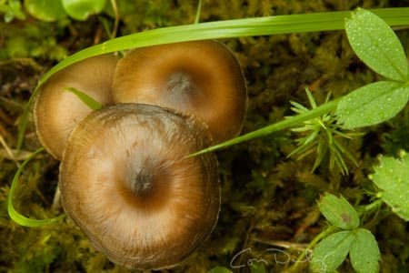 mushroom 1455