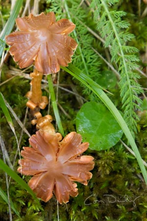 mushroom 1459