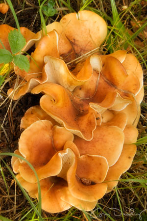 mushroom 1465