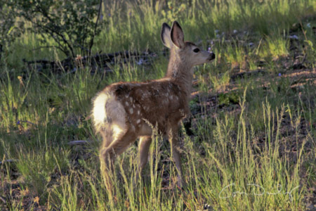 baby mule deer