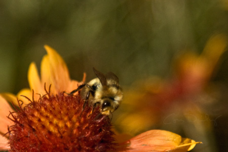 bee on blanket flower