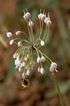 nodding onion wildflower with bee