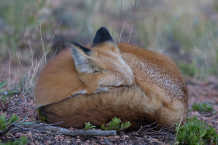 red fox 2734