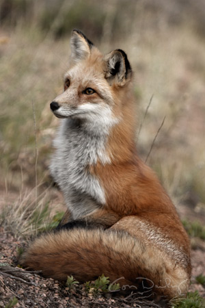 red fox 2737