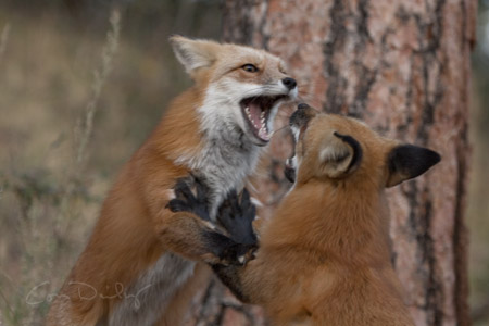 red fox 2741