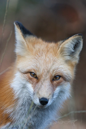red fox 2750