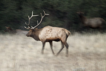 big elk
