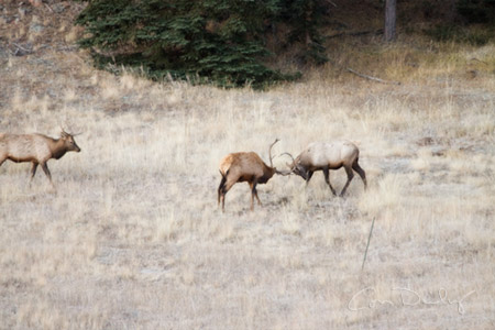 elk battle full image