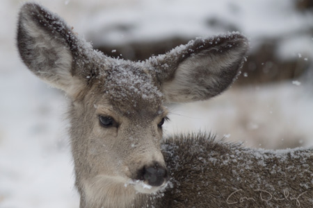  young mule deer with snow