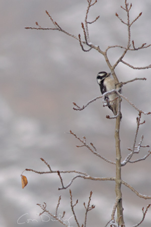 winter woodpecker
