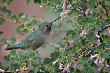 male broadtail hummingbird sips currant flower 