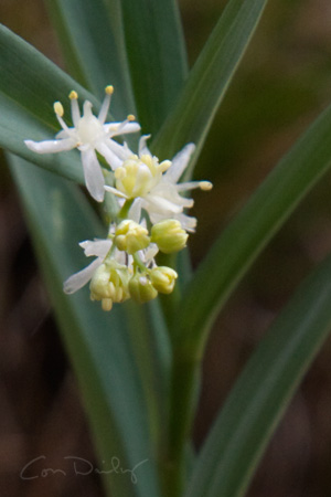 wild lily of the valley