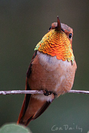 rufous' bright gorget