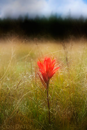 the last paintbrush in the meadow