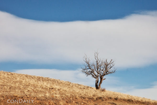tree and cloud