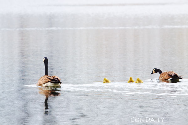 Canada geese at Lower Lake Ranch