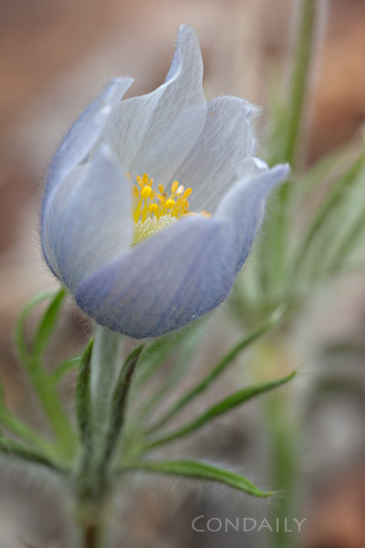 pasque flower May 22, 2011 by Con Daily