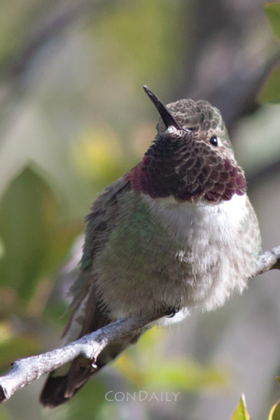 male broadtail hummingbird