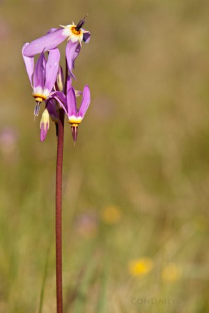 wildflower shooting stars