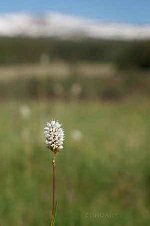 bistort in the big meadow