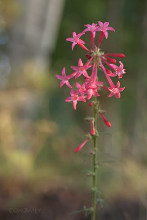 fairy trumpets