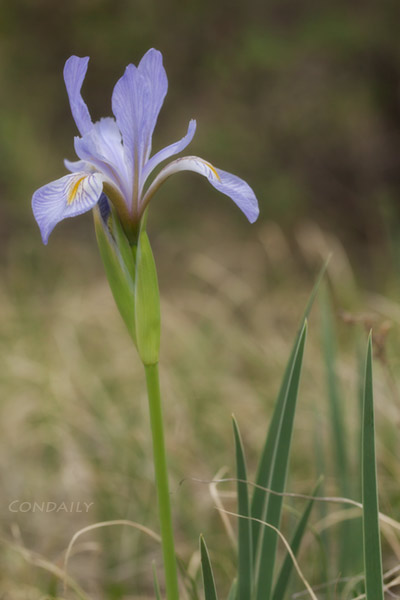 wild iris in meadow