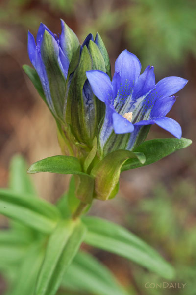 summer wildflower - mountain gentian by Con Daily