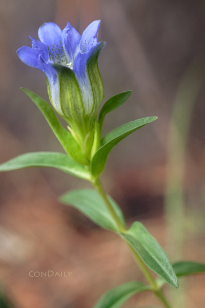 single gentian by Con Daily