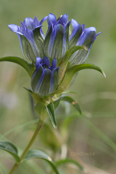summer favorite - mountain gentian by Con Daily