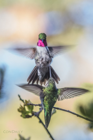 fighting hummingbirds photograph by Con Daily