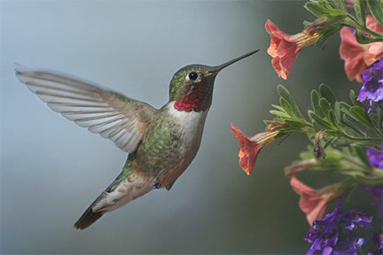 hummingbird with flowers composite photo "sweet dream"
