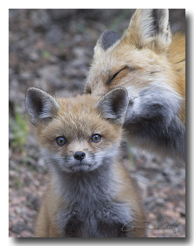  red fox kit sitting pretty as mother grooms