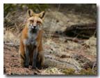 red_fox_ stares