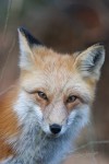 fox | ConsWorld